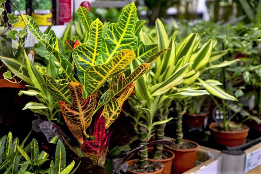 National Conservation Commission Hosts Mobile Pop-Up Plant Shops