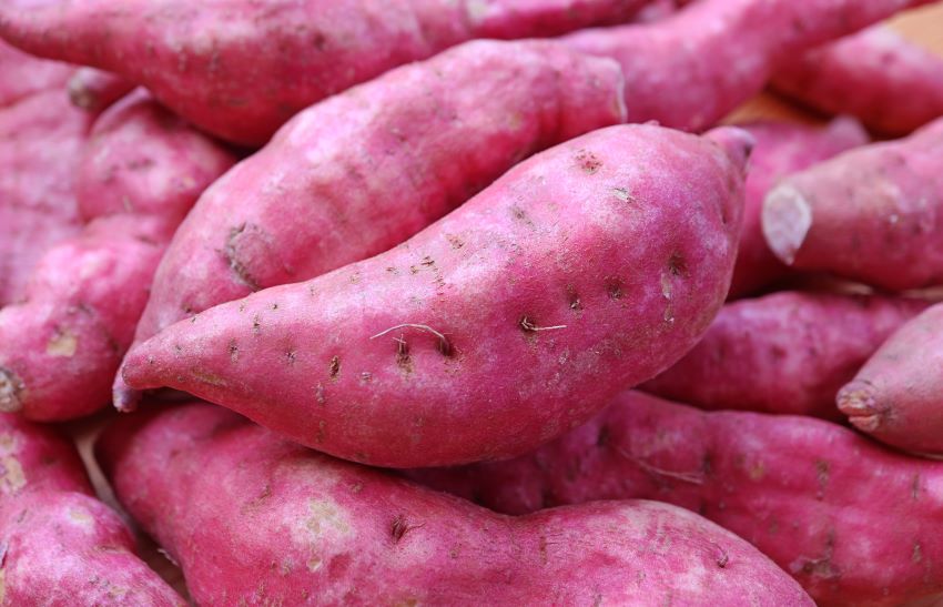 New Business & Investment Opportunities In Sweet Potato Value Chain