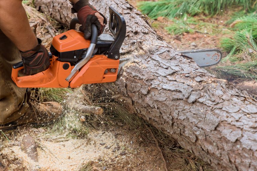 Persons Urged To Sign-Up For Chainsaw Training