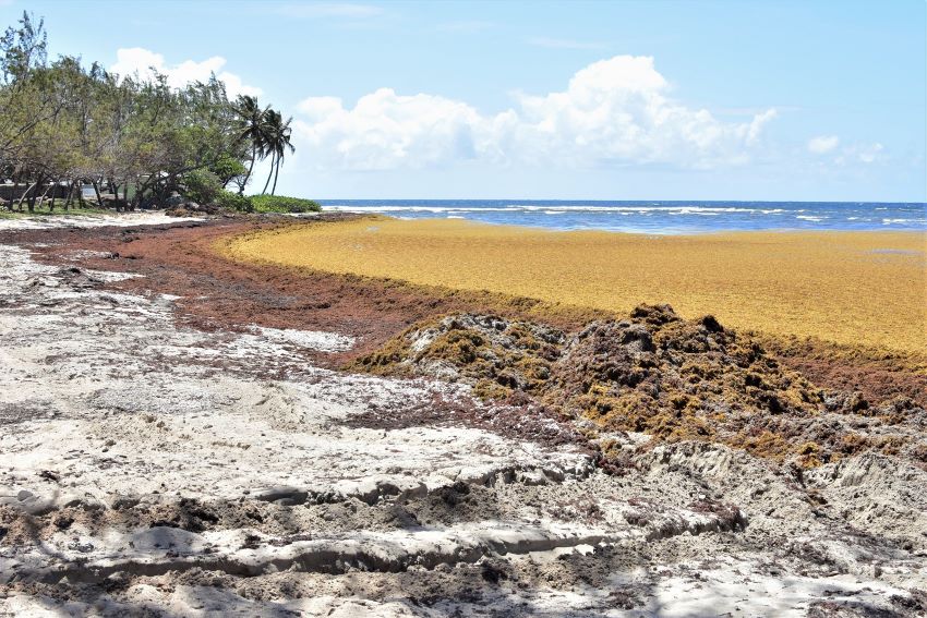 Barbados Exploring Benefits Of Sinking Sargassum