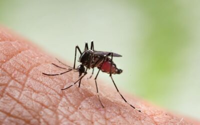 Message To Mark Caribbean Mosquito Awareness Week 2024