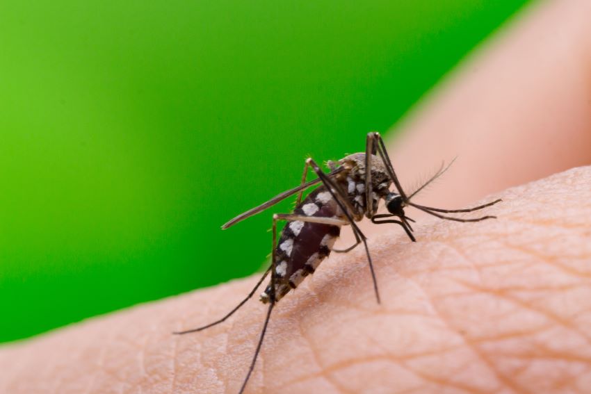 Caribbean Mosquito Awareness Week May 13 – 17