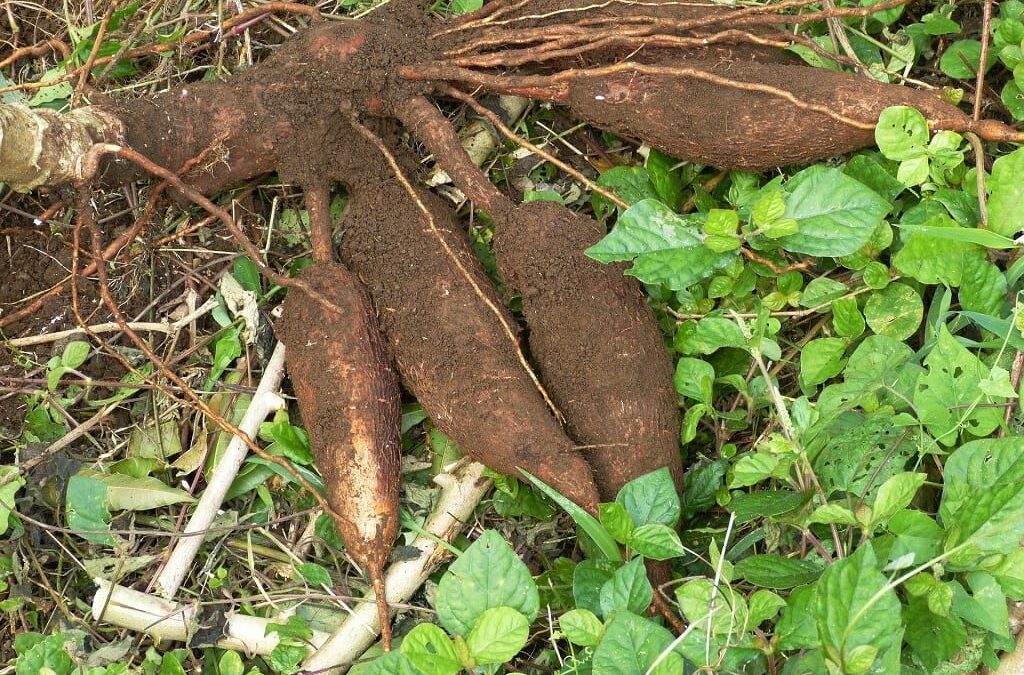 Cassava Processing Focus Of Workshop