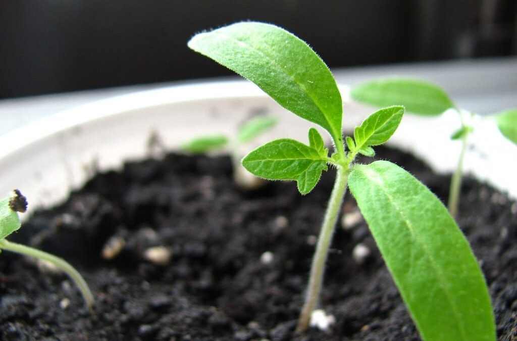 Planting Pride Moves To St. Peter